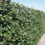 Hedera hibernica (kant en klaar haag)
